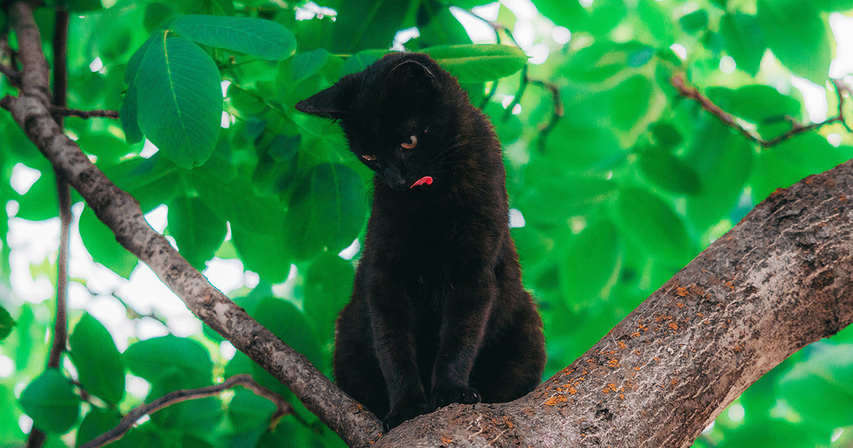 What makes cats such successful species? On2Pets