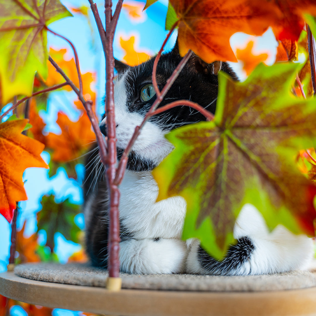 5 ft discount cat tree