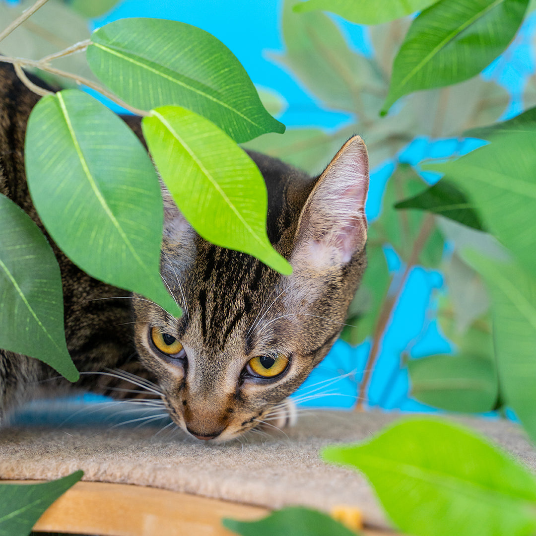 Cat tree with leaves outlet