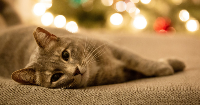 On2 Tips by Molly the Cat  // Enjoying New Year's Eve