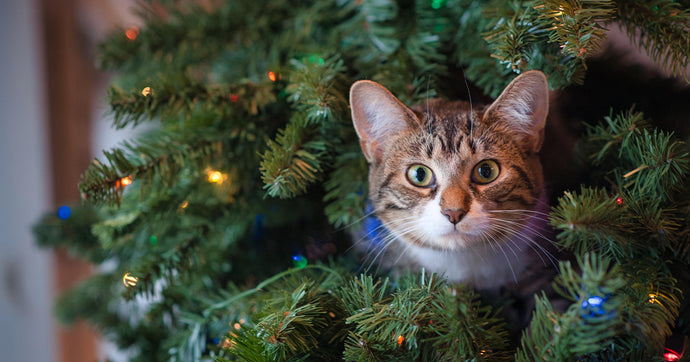 Meowy Christmas: Holiday Decorating for Your Cat!