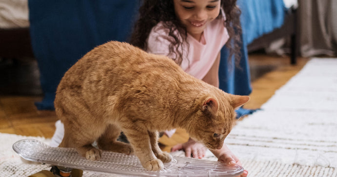 4 TIPS FOR INTRODUCING YOUR FELINE FRIEND TO A CHILD