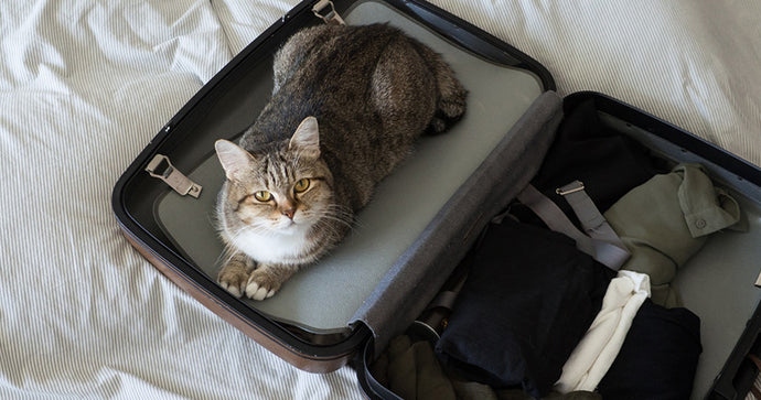 TIPS FOR TRAVELING WITH YOUR CAT