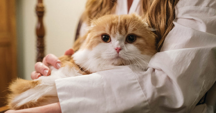 5 REASONS TO BE GRATEFUL FOR YOUR PURRFECT FURRY FRIEND