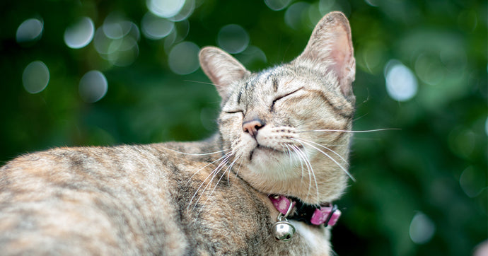 The Beautiful Mystery of a Cat's Purr