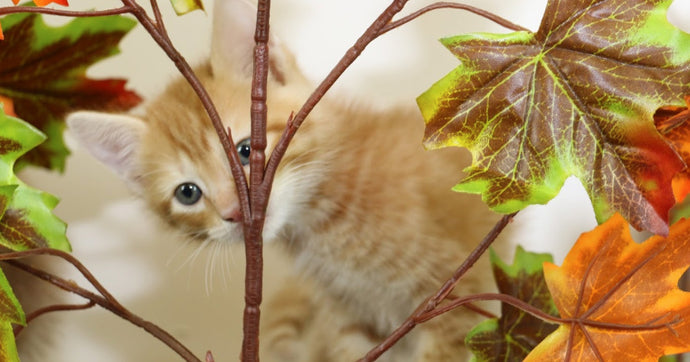 Ways to Acclimate Your Cat to Our Tree/Products