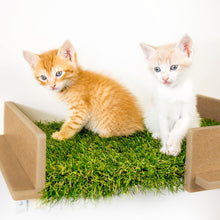 Load image into Gallery viewer, Cat Shelves (Set of Two)