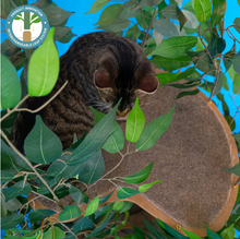 Load image into Gallery viewer, 5ft Interchangeable Leaves Cat Tree Square Base, Zen Green with Scratching Post