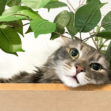 Load image into Gallery viewer, 2-ft Interchangeable Leaves Kitty tree w/ Scratching Post in Evergreen