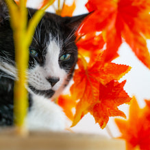 Load image into Gallery viewer, 2-ft Interchangeable Leaves Kitty tree w/ Scratching Post in Orange Blaze